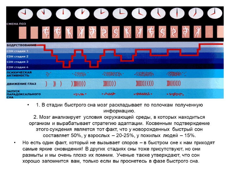 1. В стадии быстрого сна мозг раскладывает по полочкам полученную информацию. 2. Мозг анализирует 1. В стадии быстрого сна мозг раскладывает по полочкам полученную информацию. 2. Мозг анализирует